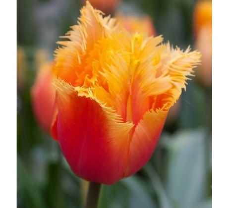 Tulipa - Lambada / 8ks v balení