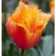 Tulipa - Lambada / 8ks v balení