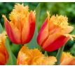 Tulipa - Lambada / 8ks v balení
