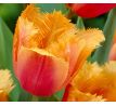 Tulipa - Lambada / 8ks v balení
