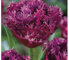 Tulipa - Mascotte / 6ks v balení