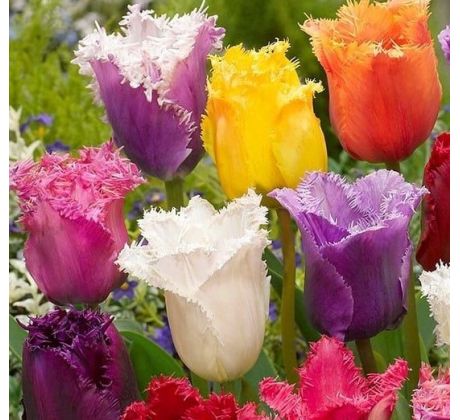 Tulipa Fringed/Crispa - mixed / 10ks v balení
