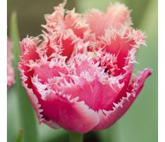 Tulipa - Queensland/6ks v balení
