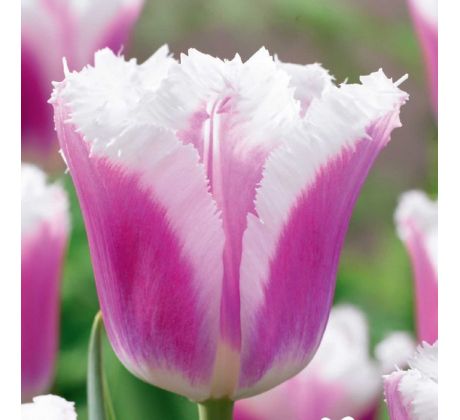 Tulipa - Siësta