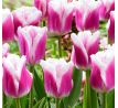 Tulipa - Siësta