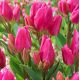 Tulipa - Happy Family / 8ks v balení
