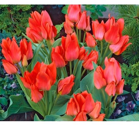 Tulipa - Toronto / 10ks v balení