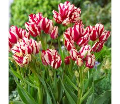 Tulipa - Flaming Club