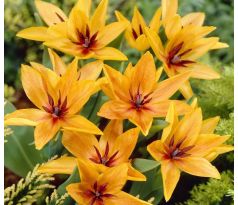 Tulipa - Shogun