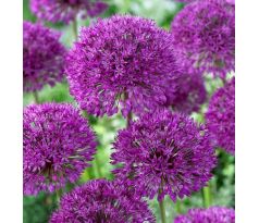 Allium Aflatunense / 3ks v balení
