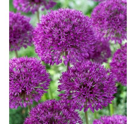 Allium Aflatunense / 3ks v balení