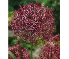 Allium Christophii / 5ks v balení