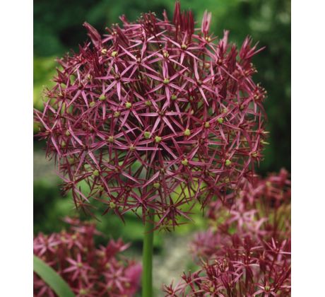 Allium Christophii / 5ks v balení