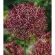 Allium Christophii / 5ks v balení