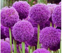 Allium Giganteum / 1ks v balení
