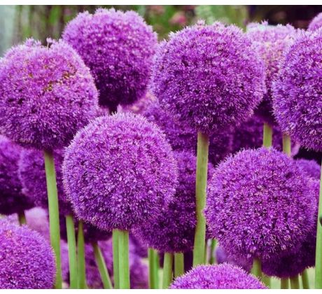 Allium Giganteum / 1ks v balení