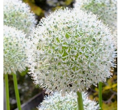 Allium Mount Everest / 1ks v balení