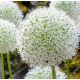 Allium Mount Everest / 1ks v balení