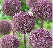 Allium Summer Drummer / 5ks v balení