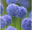 Allium - caeruleum / 20ks v balení