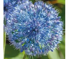 Allium - caeruleum / 20ks v balení