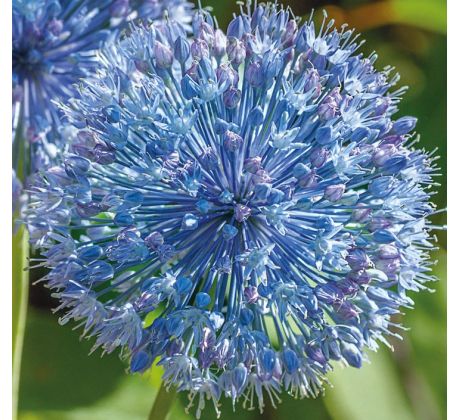 Allium - caeruleum / 20ks v balení