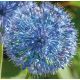Allium - caeruleum / 20ks v balení