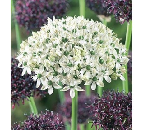 Allium Duo Purple & White / 6ks v balení