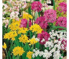 Allium mixed / 25ks v balení