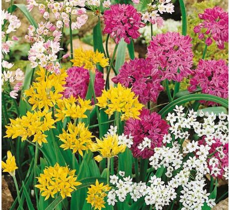 Allium mixed / 25ks v balení