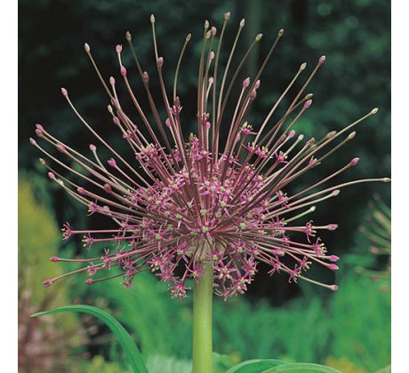 Allium Schubertii / 3ks v balení