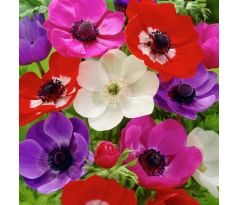 Anemone de Caen - mixed / 10ks v balení