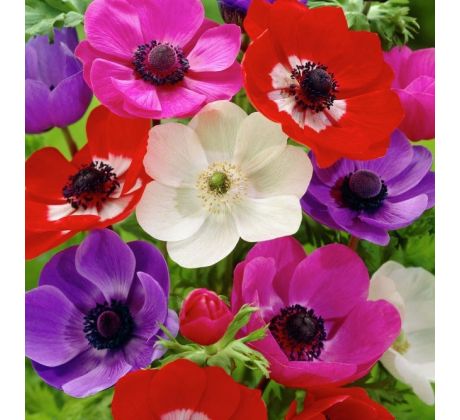 Anemone de Caen - mixed / 10ks v balení