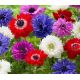 Anemone St.Brigid - mixed / 10ks v balení