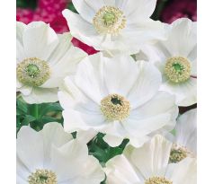 Anemone de Caen -The Bride / 10ks v balení