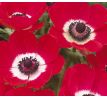 Anemone de Caen - Hollandia / 10ks v balení