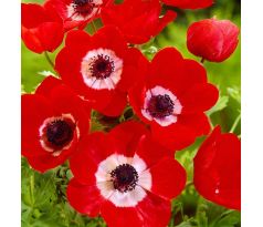 Anemone de Caen - Hollandia / 10ks v balení
