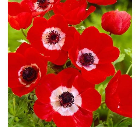Anemone de Caen - Hollandia / 10ks v balení