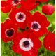 Anemone de Caen - Hollandia / 10ks v balení