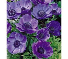 Anemone de Caen - Mr. Fokker / 10ks v balení