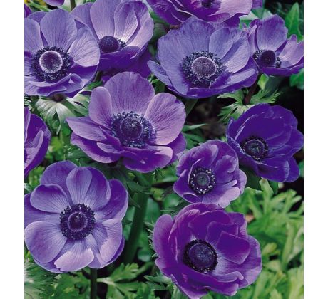 Anemone de Caen - Mr. Fokker / 10ks v balení