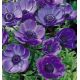 Anemone de Caen - Mr. Fokker / 10ks v balení