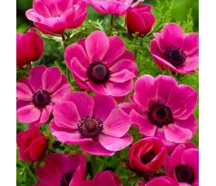 Anemone de Caen - Sylphide / 10ks v balení