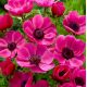 Anemone de Caen - Sylphide / 10ks v balení