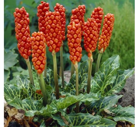 Arum Italicum / 1ks v balení