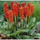 Arum Italicum / 1ks v balení