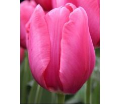 Tulipa - Don Quichotte / 10ks v balení