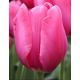Tulipa - Don Quichotte / 6ks v balení