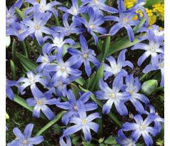 Chionodoxa Luciliae - Glory of the Snow / 10ks v balení