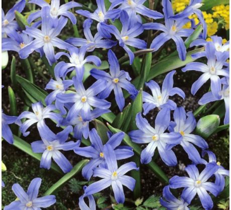 Chionodoxa Luciliae - Glory of the Snow / 10ks v balení